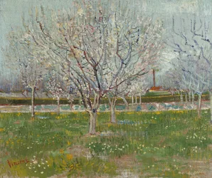 Orchard in Blossom (Plum Trees)